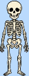 element - skeleton